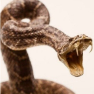 Picture of Rattlesnake Avoidance Training for Dogs