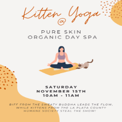 Picture of Kitten Yoga