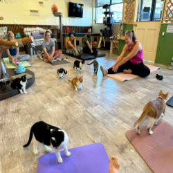 Picture of Stretching with Cats Event