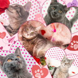 Picture of Celebrate our Grand Re-Opening - Be our Valentine