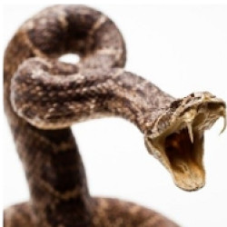 Picture of 4th Annual Rattlesnake Avoidance Training for Dogs