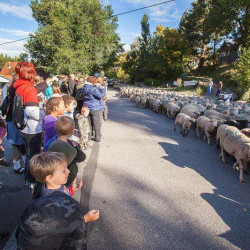 Picture of Bayfield Heritage Day & Sheep Trailing Association