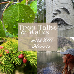 Picture of Tree Walks & Talks: Are You Lost?