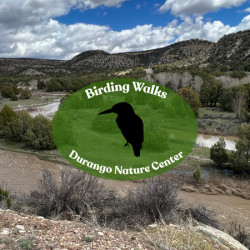 Picture of Late Summer Birding