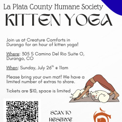 Picture of Kitten Yoga