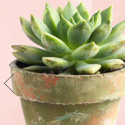 Picture of Paint and Plant Your Own Succulent Planter