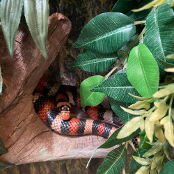 Curious Critters