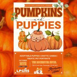 Puppies and Pumpkins