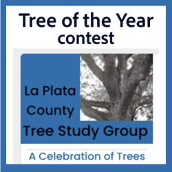 Inaugural Tree of the Year Contest