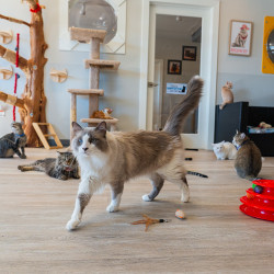 Coloring with Cats